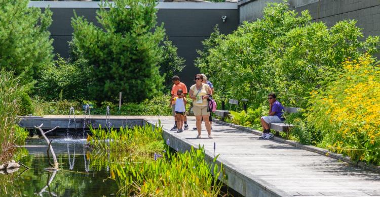 People on a boardwalk through a green marsh.